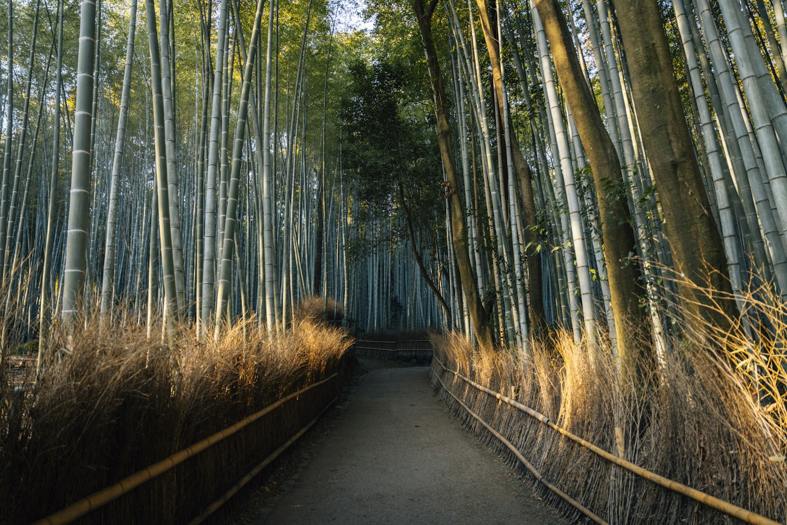 Serene empty path winding through Kyoto's Arashiyama bamboo grove with warm sunlight on the stalks